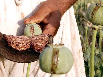 Afghan opium