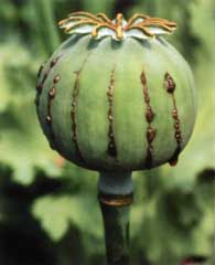 Opium Poppy