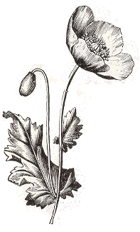 picture of  opium poppy