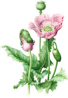 Papaver somniferum: the opium poppy