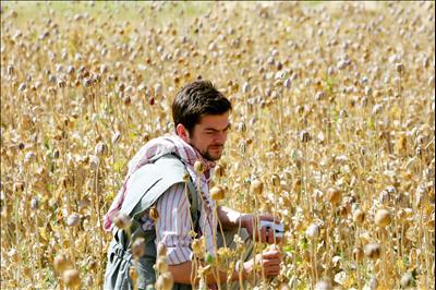opium poppy growing in Afghanistan