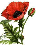 image of opium poppy
