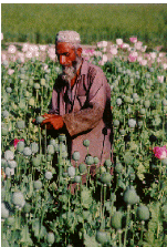 Opium Poppy Cultivator