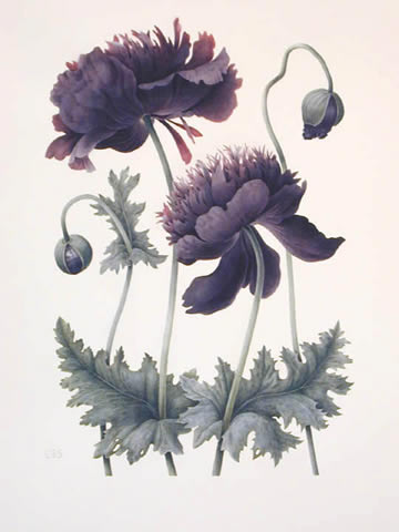 sketch of black opium poppy