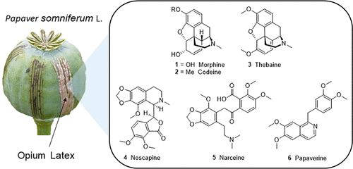 Opioids as conceived by ChatGPT