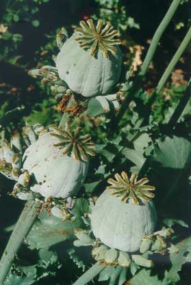papaver somniferum: source of codeine and other opiates