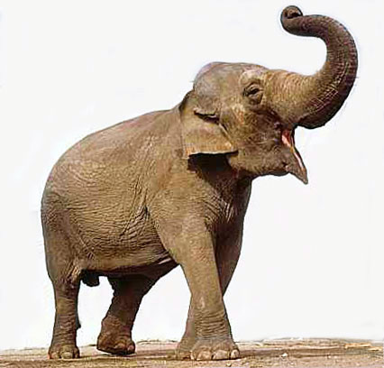 picture of Asian elephant
