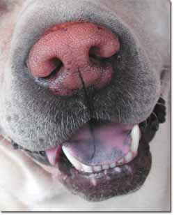 heroin sniffing dog