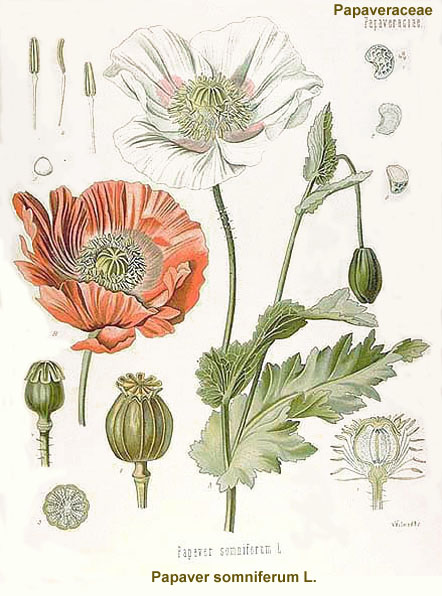 The Opium Poppy
