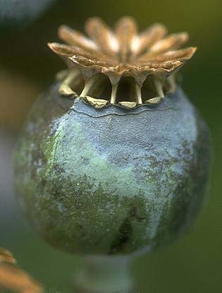 papaver somniferum