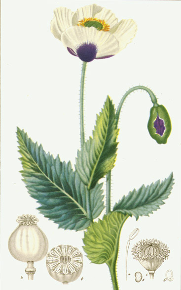 The Opium Poppy