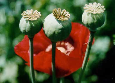 Papaver somniferum