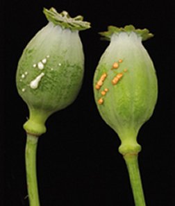 genetically engineered opium poppy