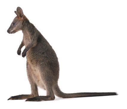 opium-loving wallaby