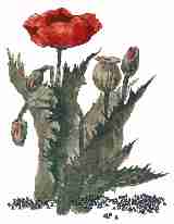 opium poppy image