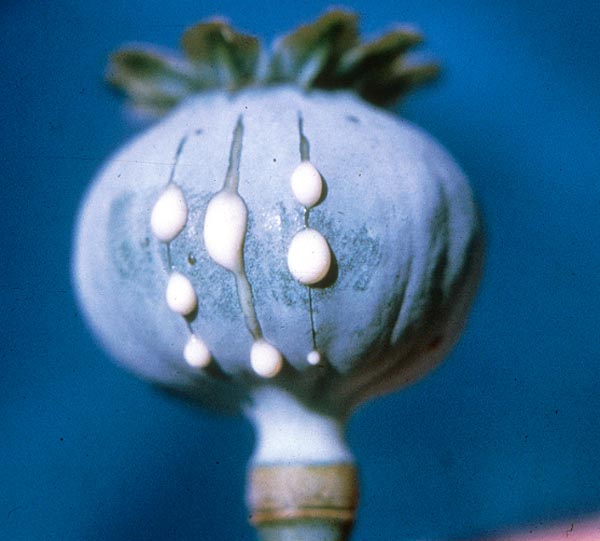 picture of opium poppy capsule