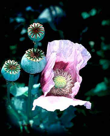 papaver somniferum