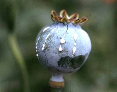 Papaver somniferum