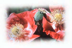 Nature's antidepressant : opium poppies